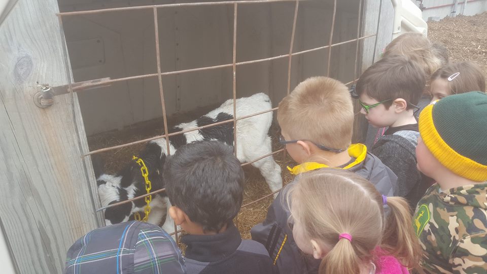 New Holstein students with calf